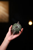 【南瓜壶】 制壶：范俊华（国家级工艺美术师） 泥料：原矿绿泥 容量：170cc