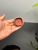 储立之大师传世典藏重器《鳜鱼石瓢》是礼藏双宜首选  ——原矿优质红清水泥·230cc ——江苏省工艺美术大师·储立之 之作