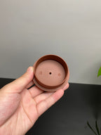 蒋蓉之女 传世花器｜蒋艺华·非遗紫砂巅峰重器《枫叶壶》收藏传世·高端礼赠艺术珍品！  ——原矿优质老清水·400cc（入册款代表作）